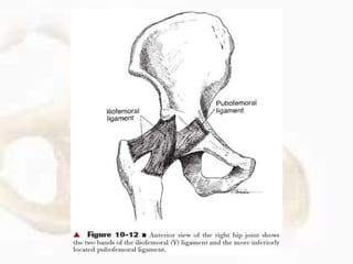 Function of the Hip Joint
 Motion of the Femur on the Acetabulum:
• The motions of the hip joint are easiest to visualize...