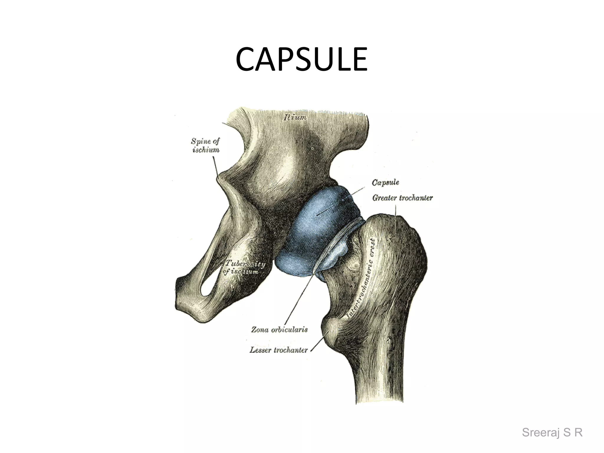 CAPSULE




          Sreeraj S R
 