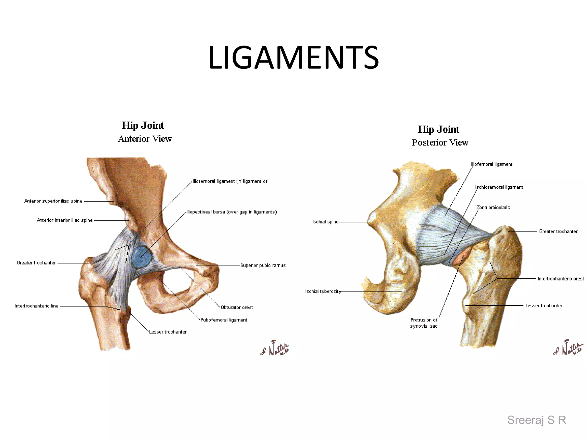 LIGAMENTS




            Sreeraj S R
 