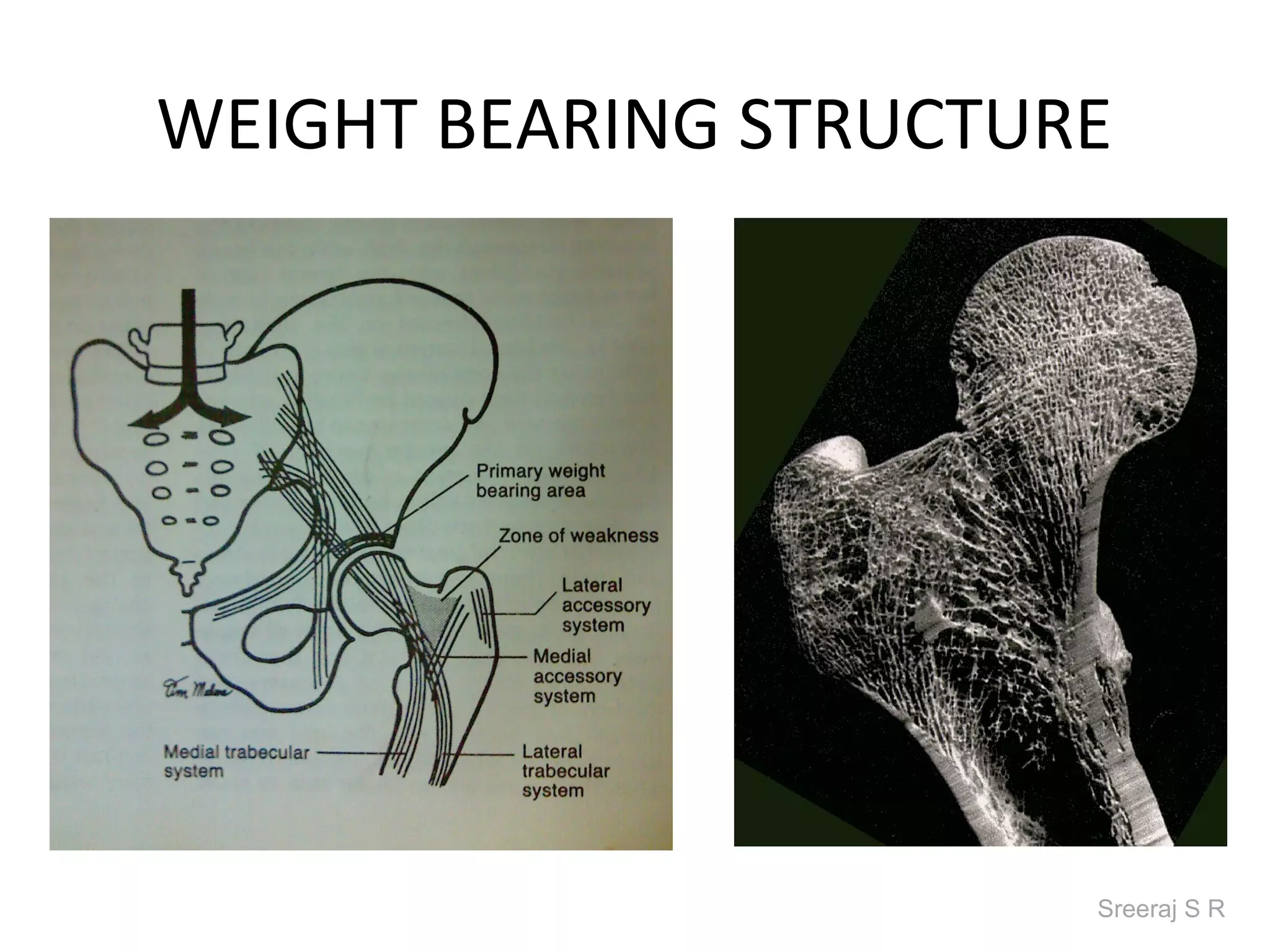 WEIGHT BEARING STRUCTURE




                       Sreeraj S R
 