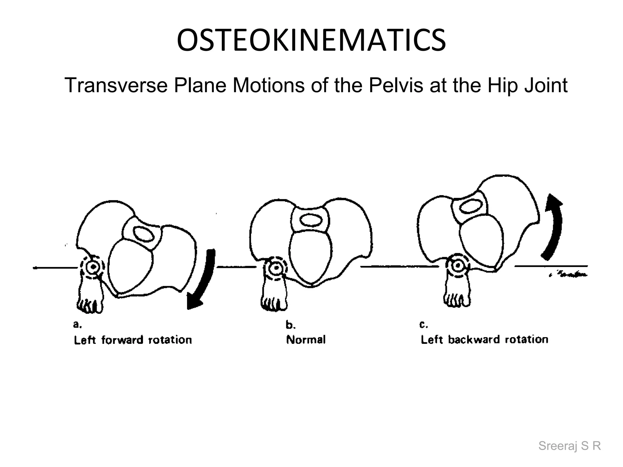 OSTEOKINEMATICS
Transverse Plane Motions of the Pelvis at the Hip Joint




                                                   Sreeraj S R
 