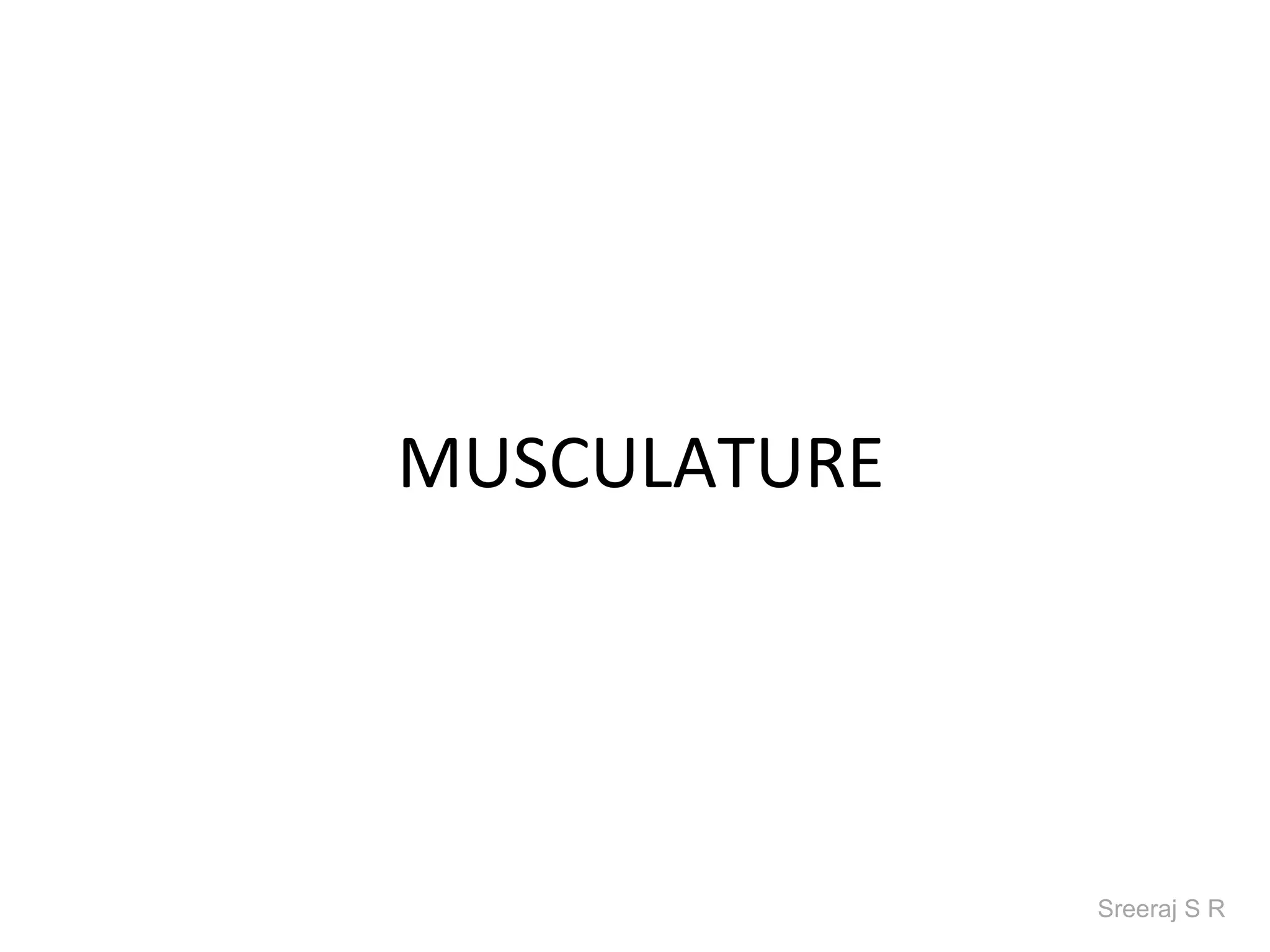 MUSCULATURE




              Sreeraj S R
 