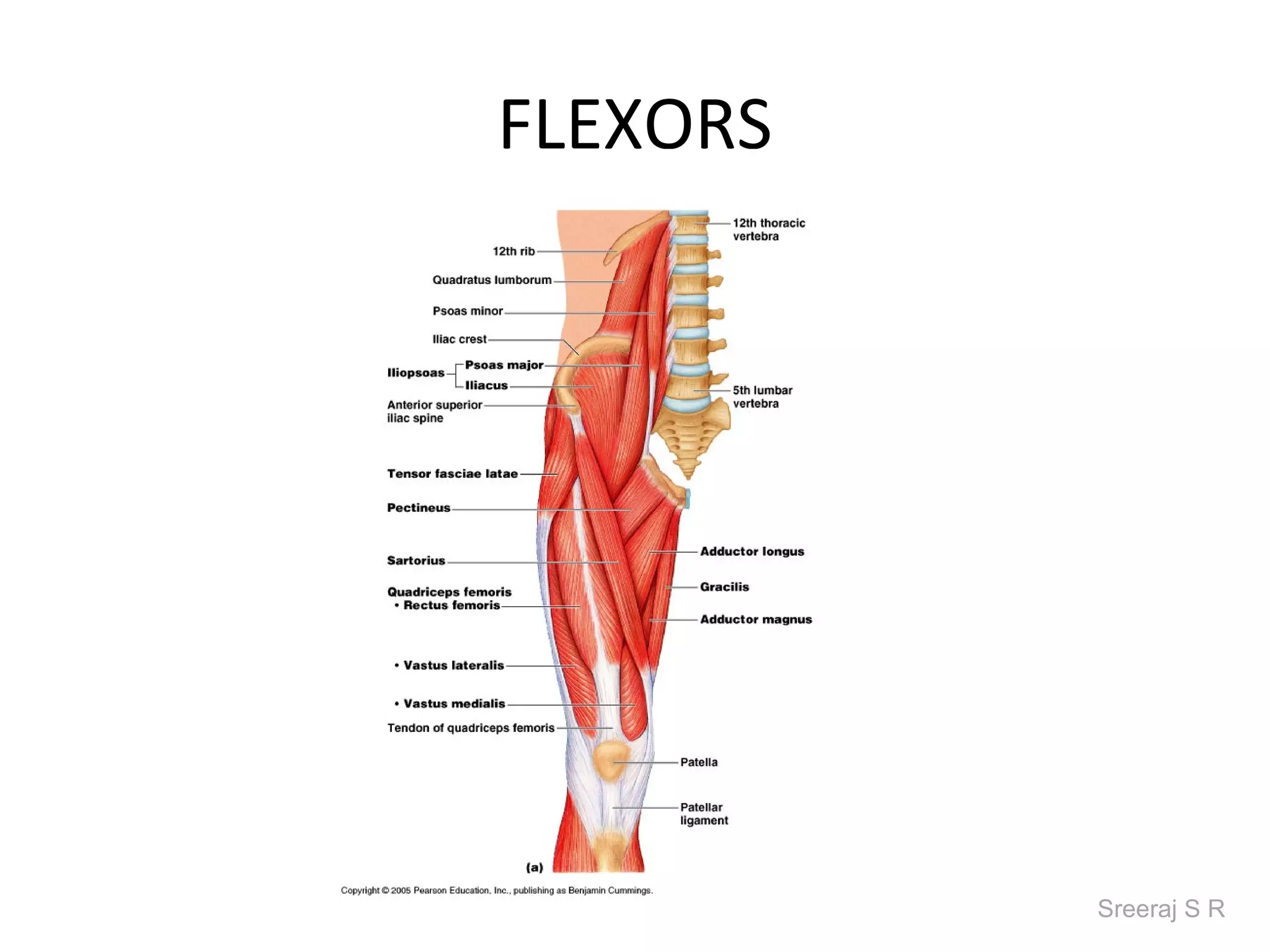 FLEXORS




          Sreeraj S R
 