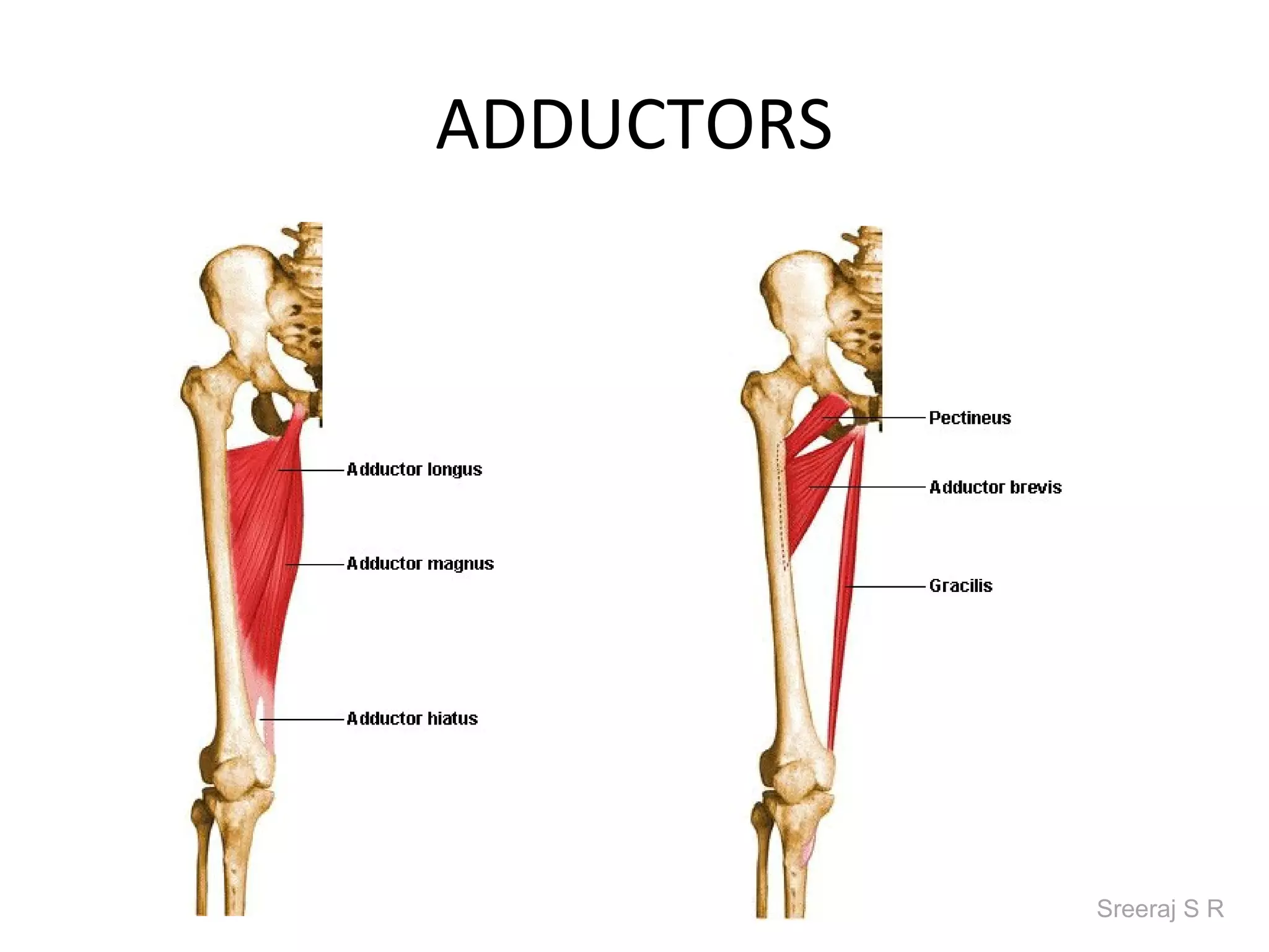 ADDUCTORS




            Sreeraj S R
 