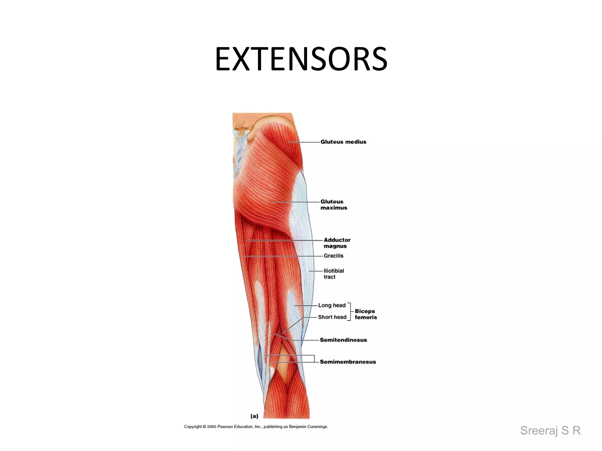 EXTENSORS




            Sreeraj S R
 