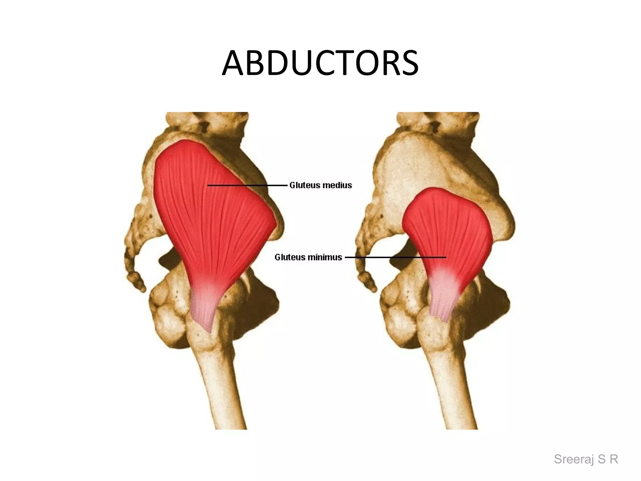 ABDUCTORS




            Sreeraj S R
 