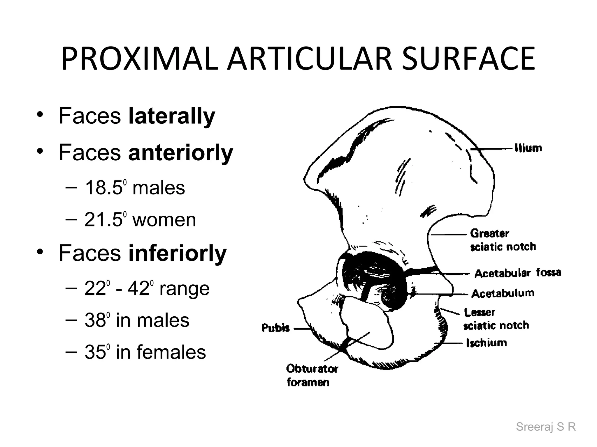 PROXIMAL ARTICULAR SURFACE
• Faces laterally
• Faces anteriorly
  – 18.5o males
  – 21.5o women
• Faces inferiorly
  – 22o - 42o range
  – 38o in males
  – 35o in females


                          Sreeraj S R
 