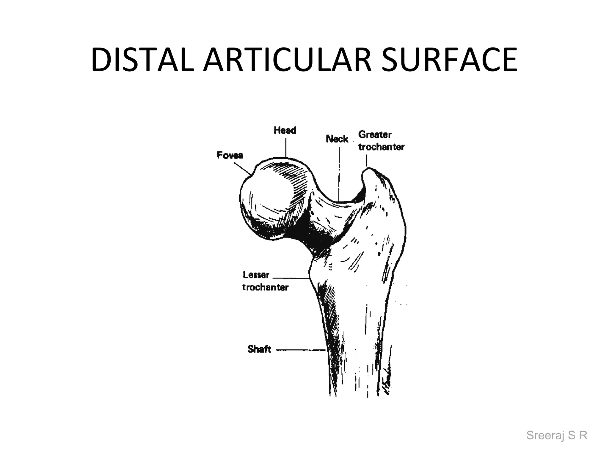 DISTAL ARTICULAR SURFACE




                           Sreeraj S R
 