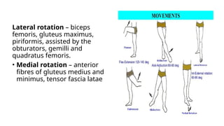 Lateral rotation – biceps
femoris, gluteus maximus,
piriformis, assisted by the
obturators, gemilli and
quadratus femoris.
• Medial rotation – anterior
fibres of gluteus medius and
minimus, tensor fascia latae
 