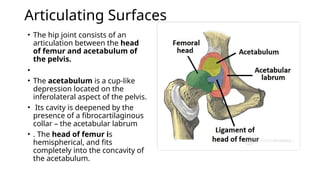 Articulating Surfaces
• The hip joint consists of an
articulation between the head
of femur and acetabulum of
the pelvis.
•
• The acetabulum is a cup-like
depression located on the
inferolateral aspect of the pelvis.
• Its cavity is deepened by the
presence of a fibrocartilaginous
collar – the acetabular labrum
• . The head of femur is
hemispherical, and fits
completely into the concavity of
the acetabulum.
 