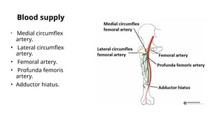 Blood supply
• Medial circumflex
artery.
• Lateral circumflex
artery.
• Femoral artery.
• Profunda femoris
artery.
• Adductor hiatus.
 