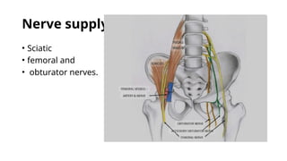 Nerve supply
• Sciatic
• femoral and
• obturator nerves.
 