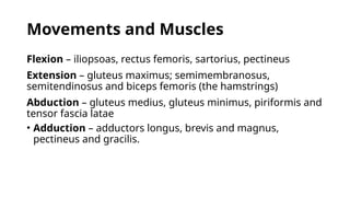 Movements and Muscles
Flexion – iliopsoas, rectus femoris, sartorius, pectineus
Extension – gluteus maximus; semimembranosus,
semitendinosus and biceps femoris (the hamstrings)
Abduction – gluteus medius, gluteus minimus, piriformis and
tensor fascia latae
• Adduction – adductors longus, brevis and magnus,
pectineus and gracilis.
 