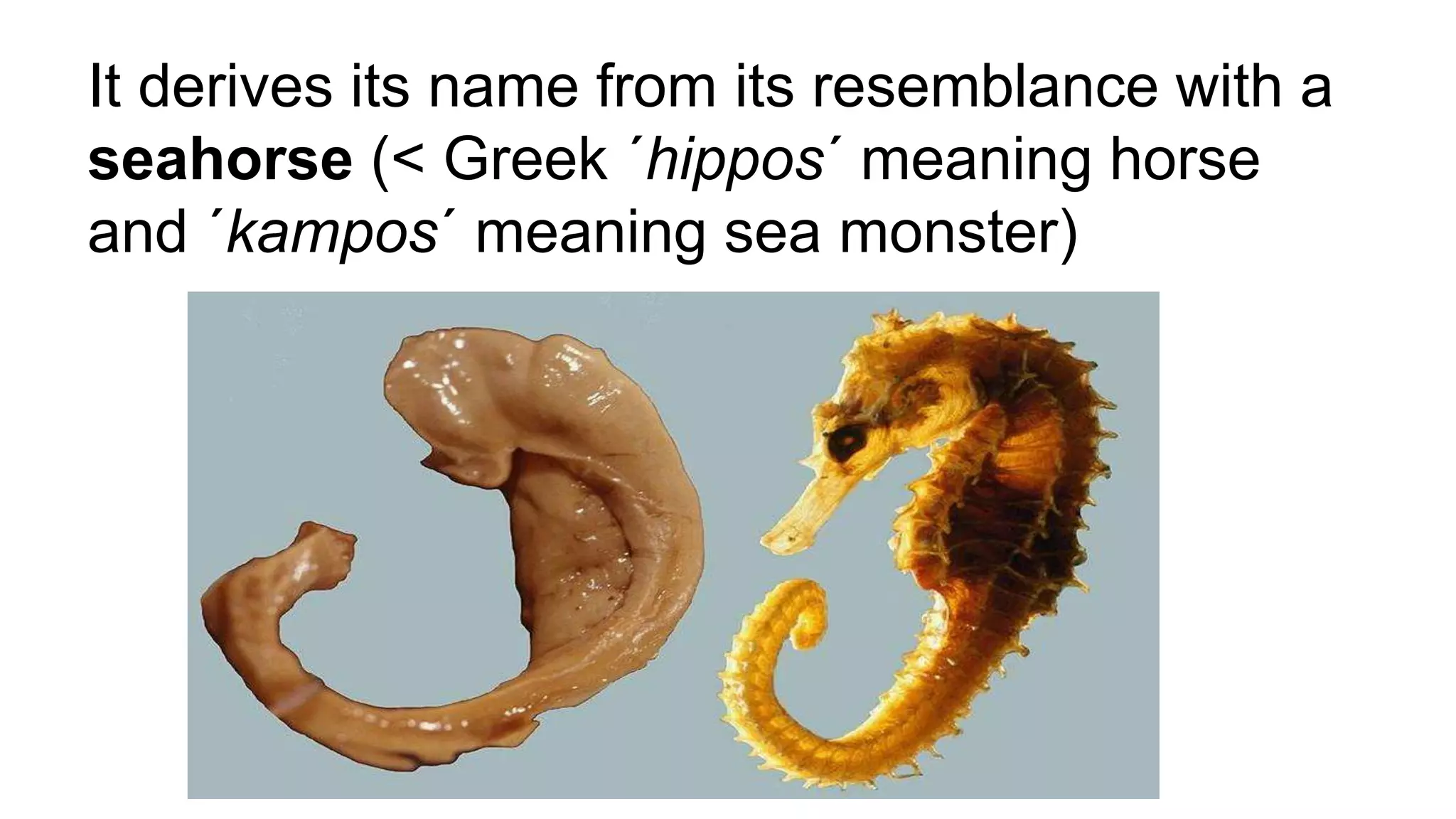 It derives its name from its resemblance with a
seahorse (< Greek ´hippos´ meaning horse
and ´kampos´ meaning sea monster)