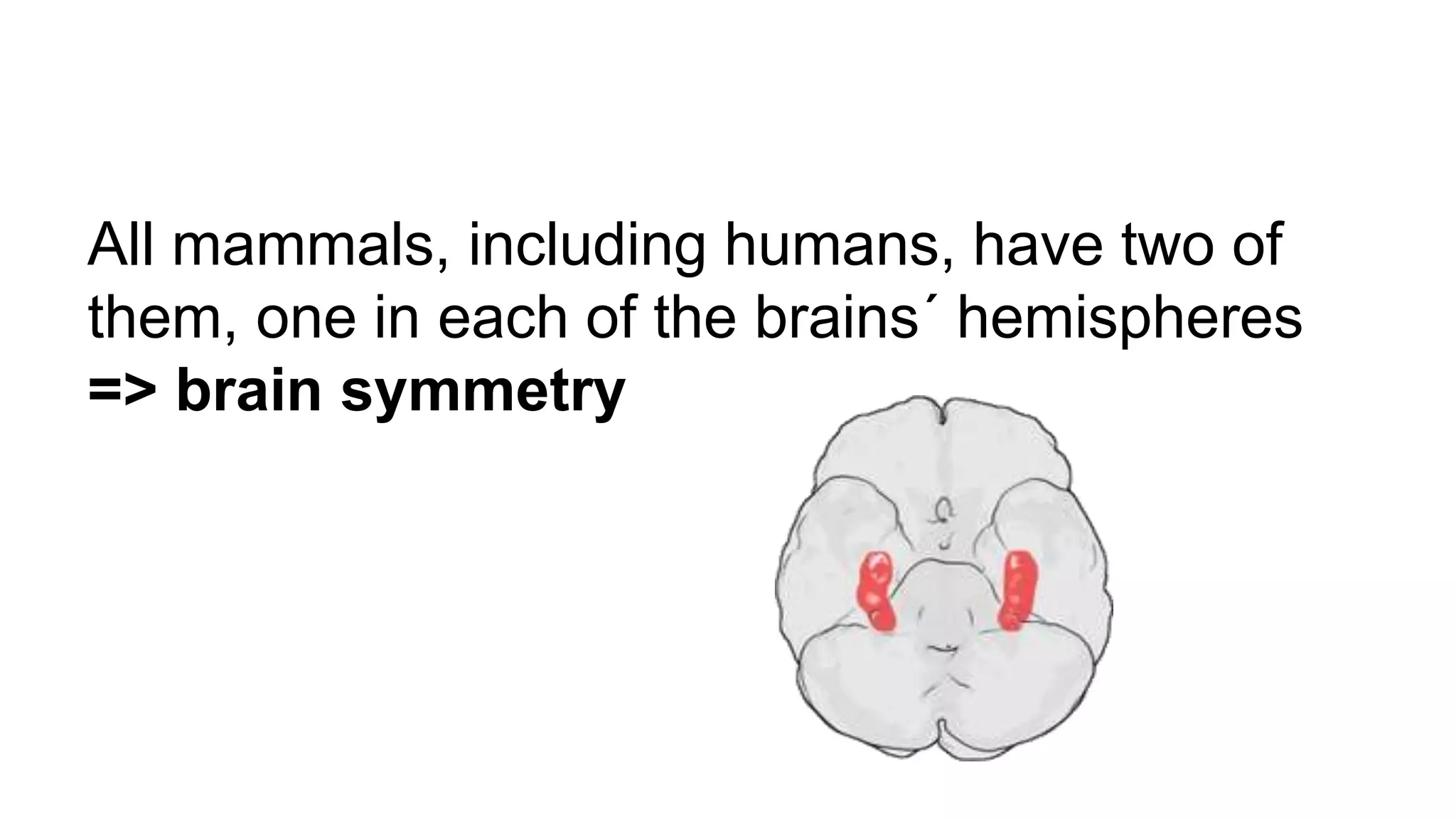 All mammals, including humans, have two of
them, one in each of the brains´ hemispheres
=> brain symmetry