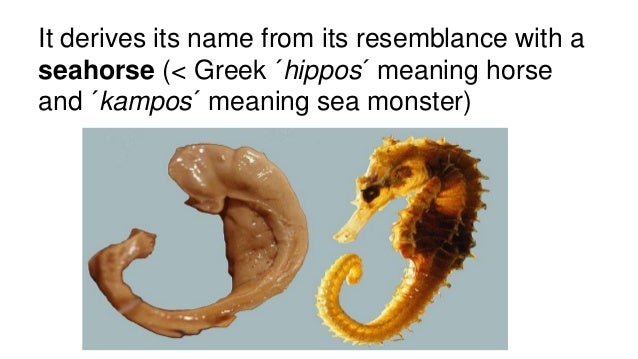 the parts of the hippocampus that helps form new memories The more gaba you have in your hippocampus how your brain helps you stop thinking you'll ever be able to scrub unwanted thoughts from your memory. the parts of the hippocampus that helps form new memories The more gaba you have in your hippocampus how your brain helps you stop thinking you'll ever be able to scrub unwanted thoughts from your memory.