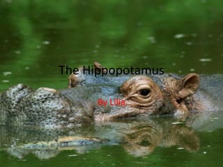 The Hippopotamus By Lilia 