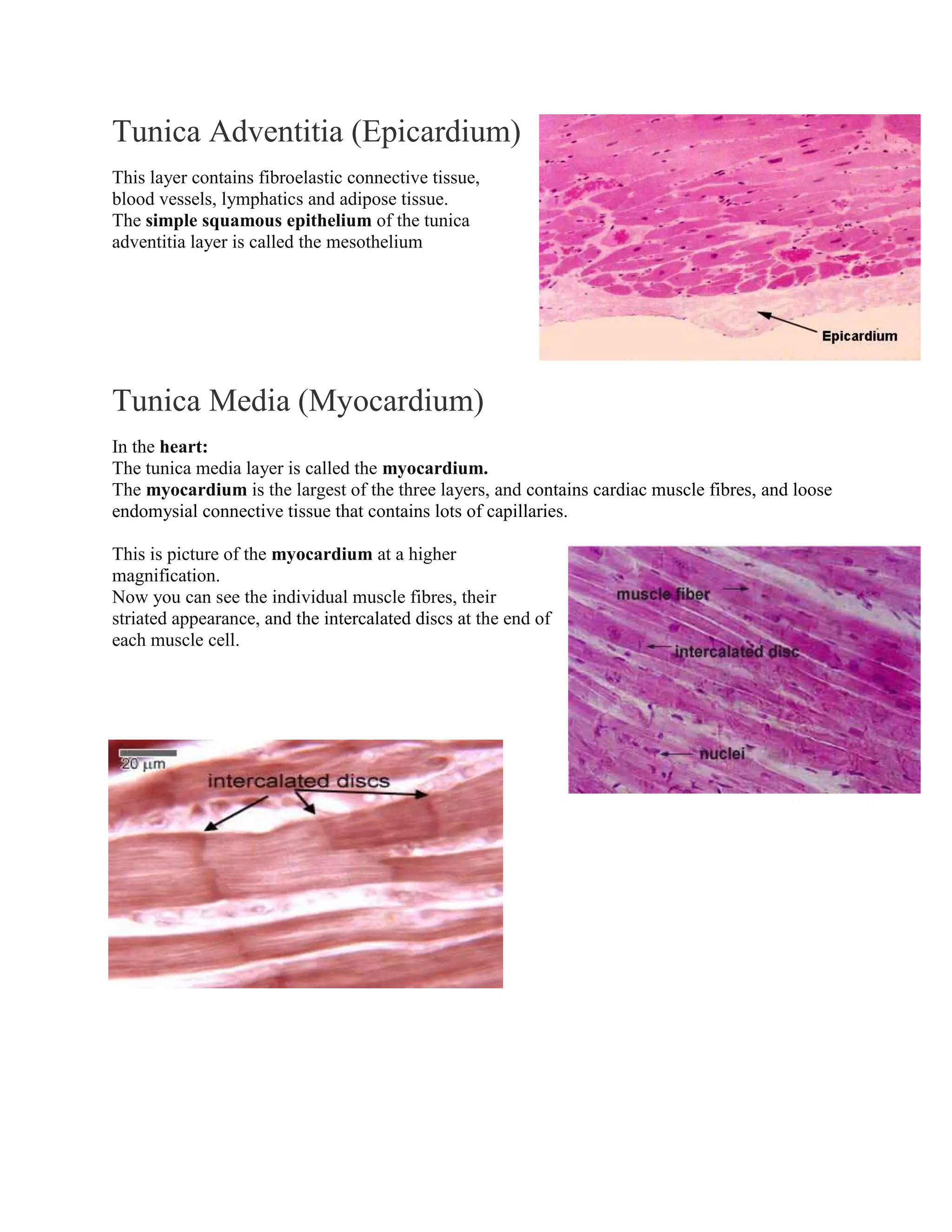 Epicardium Histology Slide
