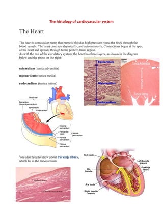 The histology of cardiovascular system 
The Heart 
The heart is a muscular pump that propels blood at high pressure round the body through the 
blood vessels. The heart contracts rhymically, and autonomously. Contractions begin at the apex 
of the heart and spreads through to the postero-basal region. 
As with the rest of the circulatory system, the heart has three layers, as shown in the diagram 
below and the photo on the right: 
epicardium (tunica adventitia) 
myocardium (tunica media) 
endocardium (tunica intima) 
You also need to know about Purkinje fibres, 
which lie in the endocardium. 
 