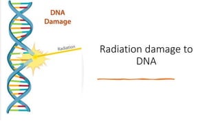 Radiation damage to
DNA
 