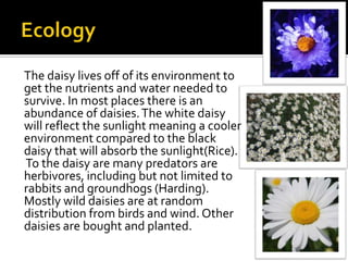 The daisy lives off of its environment to
get the nutrients and water needed to
survive. In most places there is an
abunda...