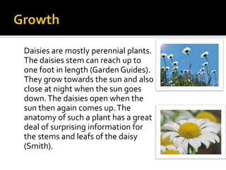 Daisies are mostly perennial plants.
The daisies stem can reach up to
one foot in length (Garden Guides).
They grow toward...