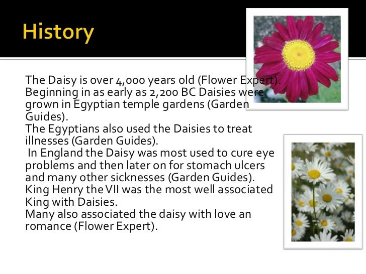 The history and evolution of daisies