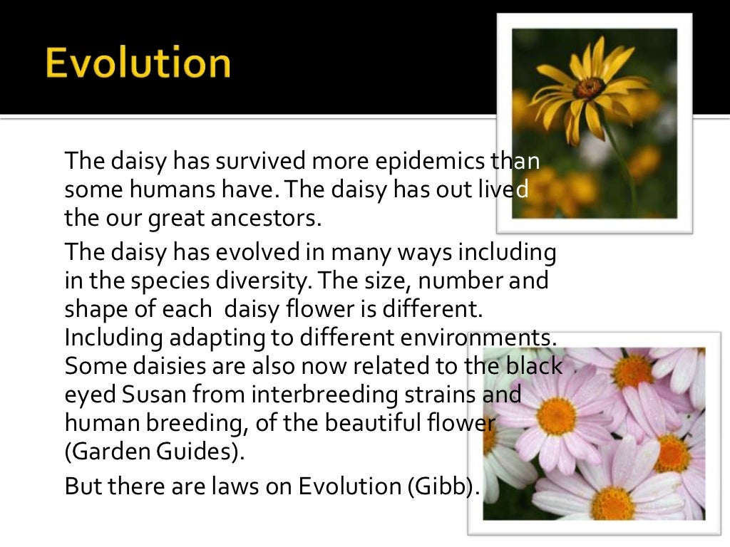 The history and evolution of daisies
