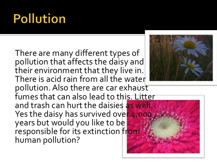 The history and evolution of daisies