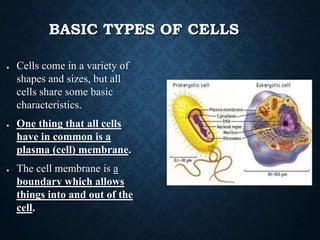 BASIC TYPES OF CELLS
● Cells come in a variety of
shapes and sizes, but all
cells share some basic
characteristics.
● One thing that all cells
have in common is a
plasma (cell) membrane.
● The cell membrane is a
boundary which allows
things into and out of the
cell.
 