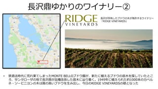 長沢鼎ゆかりのワイナリー②
• 禁酒法時代に荒れ果てしまったMONTE BELLOブドウ園が、新たに植えるブドウの苗木を探していたとこ
ろ、サンタローザの地で長沢鼎が品種改良した苗木に辿り着く。1949年に植えられた約1000本のカベル
ネ・ソービニヨンの木は質の高いブドウを生み出し、今日のRIDGE VINEYARDSの礎となった
長沢が所有したブドウの木が残存するワイナリー
「RIDGE VINEYARDS」
 
