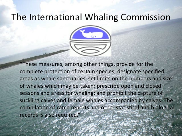 the objectives and milestones of the international whaling convention International court of justice reports of judgments, advisory opinions and orders whaling origins of the convention — schedule to the convention — international whaling commission — the scientific committee and its role objective character of the standard of review — the court. the objectives and milestones of the international whaling convention International court of justice reports of judgments, advisory opinions and orders whaling origins of the convention — schedule to the convention — international whaling commission — the scientific committee and its role objective character of the standard of review — the court.