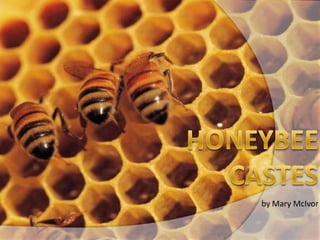 Honeybee Castes by Mary McIvor 