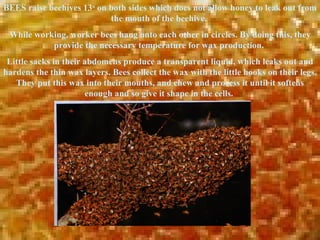 The honey bee | PPT