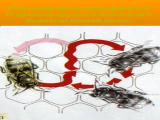 The honey bee | PPT
