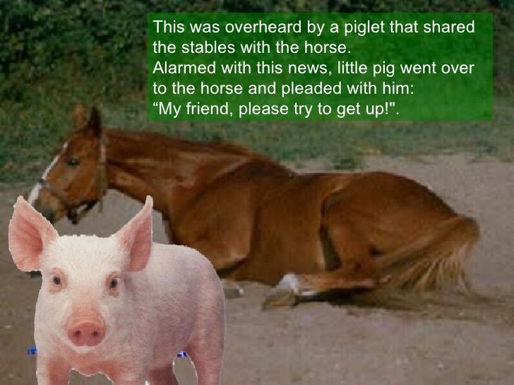 Horse And Pig Compatibility Quality Relationship Sunsigns Org