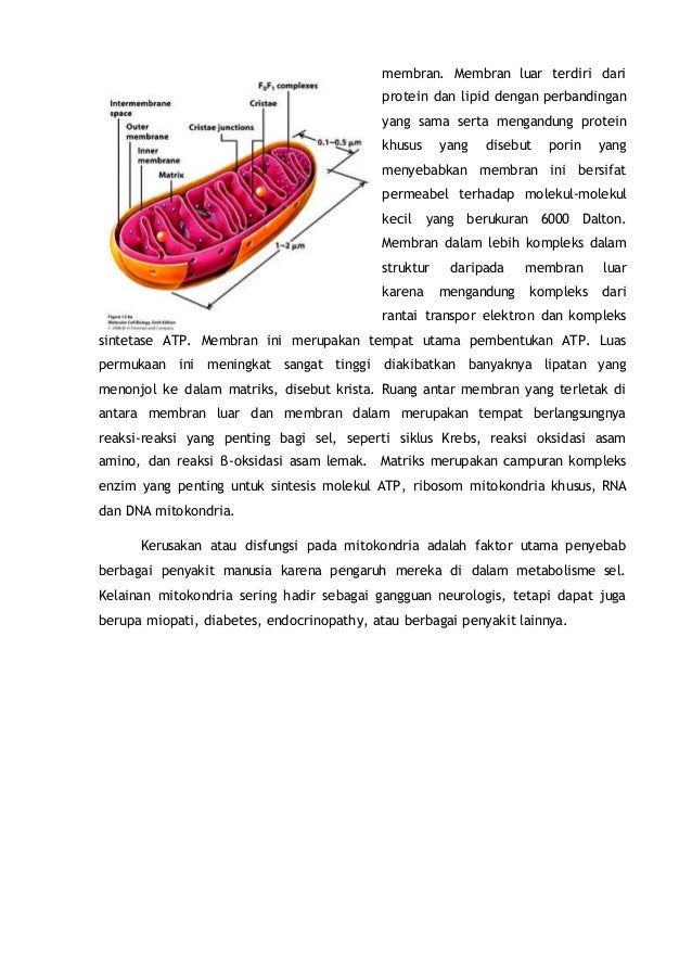 Mitokondria The House Power Of Cell