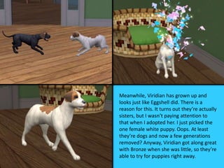 Meanwhile, Viridian has grown up and
looks just like Eggshell did. There is a
reason for this. It turns out they’re actually
sisters, but I wasn’t paying attention to
that when I adopted her. I just picked the
one female white puppy. Oops. At least
they’re dogs and now a few generations
removed? Anyway, Viridian got along great
with Bronze when she was little, so they’re
able to try for puppies right away.
 