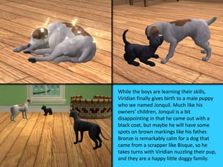 While the boys are learning their skills,
Viridian finally gives birth to a male puppy
who we named Jonquil. Much like his
owners’ children, Jonquil is a bit
disappointing in that he came out with a
black coat, but maybe he will have some
spots on brown markings like his father.
Bronze is remarkably calm for a dog that
came from a scrapper like Bisque, so he
takes turns with Viridian nuzzling their pup,
and they are a happy little doggy family.
 