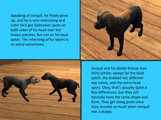 Speaking of Jonquil, he finally grew
up, and he is very interesting and
cute! He’s got Dalmatian spots on
both sides of his head over the
brown patches, but not on his back
patch. The inheriting of fur layers is
so weird sometimes.
Jonquil and his daddy Bronze look
fairly similar, except for the back
patch, the bobbed tail, different
eye colors, and the extra head
spots. Okay, that’s actually quite a
few differences, but they still
basically have the same shape and
form. They get along great since
they nuzzled so much when Jonquil
was a puppy.
 