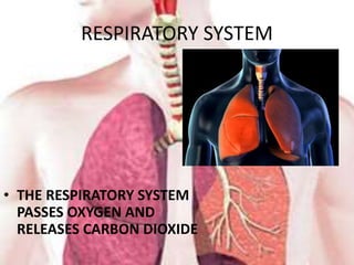 RESPIRATORY SYSTEM
• THE RESPIRATORY SYSTEM
PASSES OXYGEN AND
RELEASES CARBON DIOXIDE
 