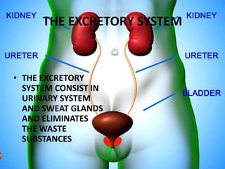 THE EXCRETORY SYSTEM
• THE EXCRETORY
SYSTEM CONSIST IN
URINARY SYSTEM
AND SWEAT GLANDS
AND ELIMINATES
THE WASTE
SUBSTANCES
 