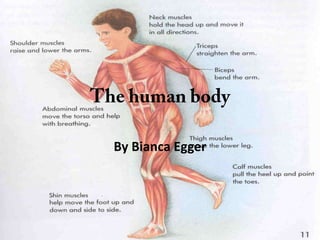 The human body By Bianca Egger 