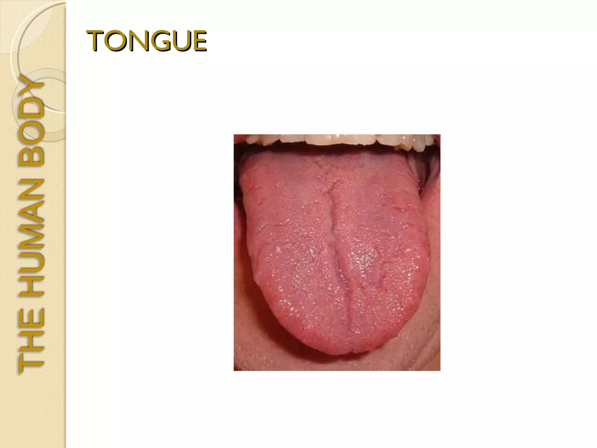 TONGUE