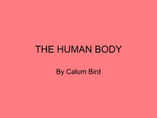 THE HUMAN BODY By Calum Bird 
