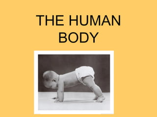 THE HUMAN
  BODY
 