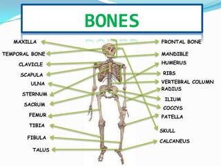 BONES
   MAXILLA               FRONTAL BONE

TEMPORAL BONE            MANDIBLE

     CLAVICLE            HUMERUS

     SCAPULA              RIBS

         ULNA            VERTEBRAL COLUMN
                         RADIUS
      STERNUM
                          ILIUM
      SACRUM
                          COCCYS
        FEMUR            PATELLA
        TIBIA
                         SKULL
       FIBULA
                         CALCANEUS
         TALUS
 