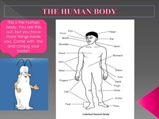 This is the human
 body. You are this
 out, but you have    Nose
 more things inside
you. Come with me
  and conjug your
        body!!




                               Side
                               S


                             Thigh



                             Ankle
 