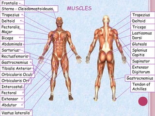 Frontalis
Sterno - Cleisdomastoideuss   MUSCLES
Trapezius                                 Trapezius
Deltoid                                   Deltoid
Pectoralis                                Triceps
Major                                     Lastissmus
Biceps                                    Dorsi
Abdominals                                Gluteals
Sartorius                                 Splenius
Rectusfemoris                             Capitis
Gastrocnemius                             Supinator
Tibialis Anterior                         Extensor
                                          Digitorum
Orbicularis Oculi
                                        Gastrocnemius
Orbicularis Ori
                                          Tendon of
Intercostal
                                          Achilles
Pectoral
Extensor
Abdutor

Vastus lateralis
 