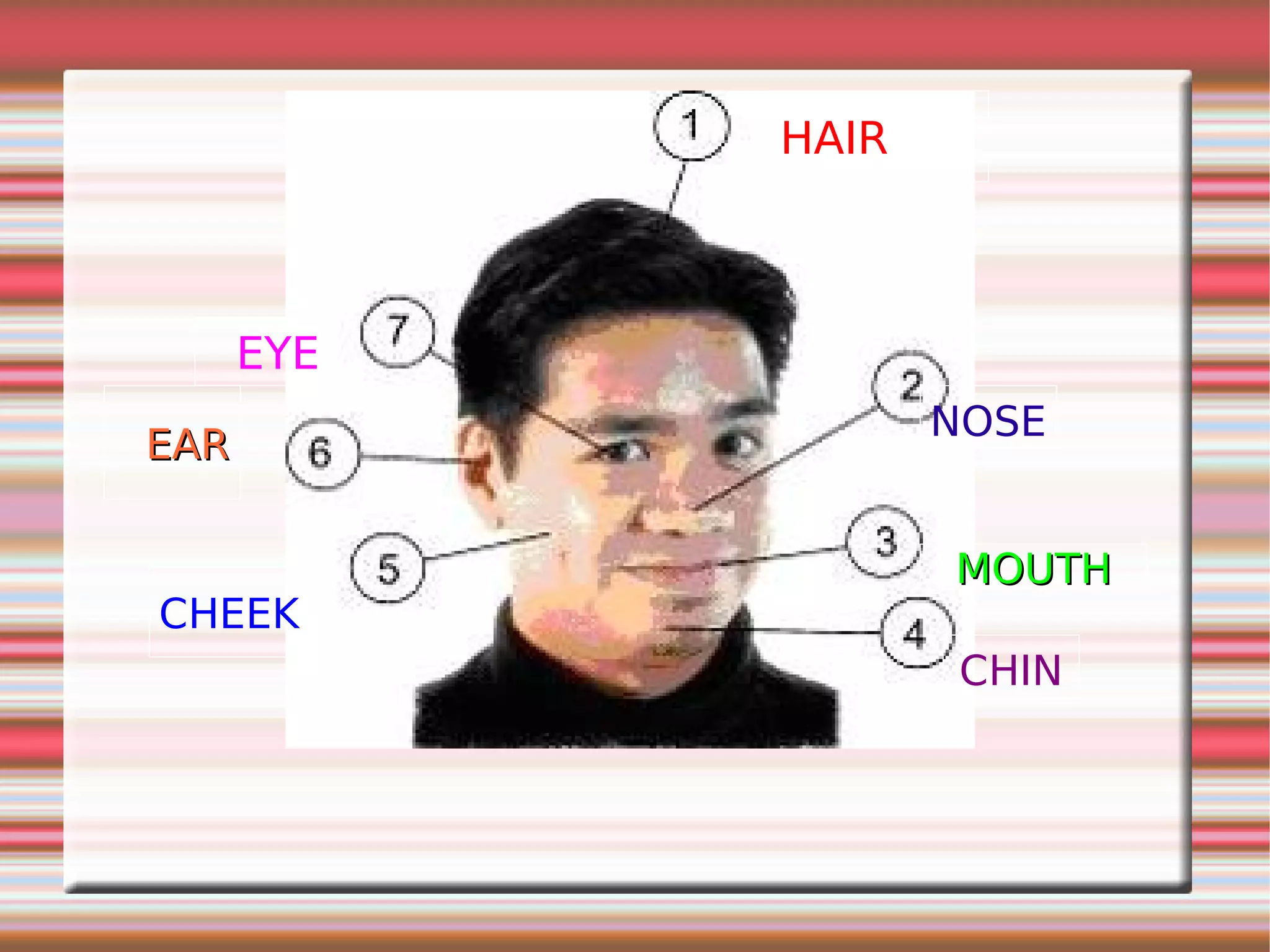 the-human-body-ppt